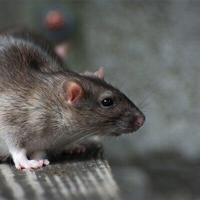 extermination rat Lorraine