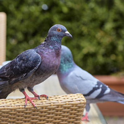 Dépigeonnage Lorraine