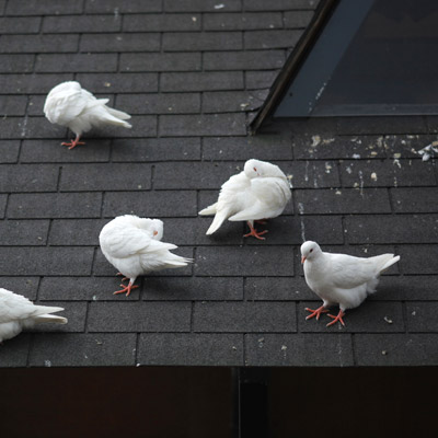 Dépigeonnage Lorraine